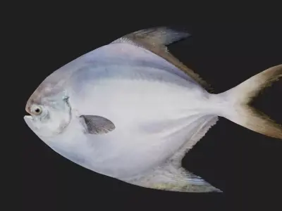 Pomfret Low-poly 3D model