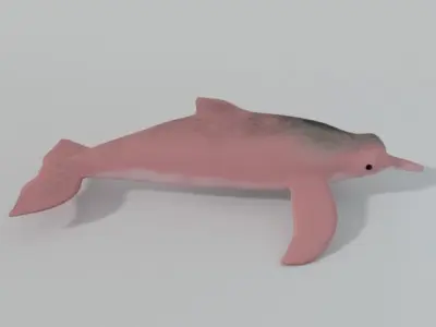 Pink Dolphin Low-poly 3D model