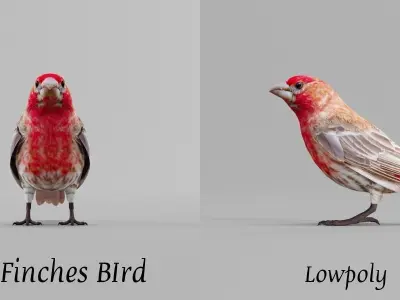 Finches Birds Animals 3D model