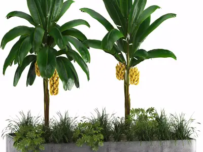 Box Banana Plant01 3D model