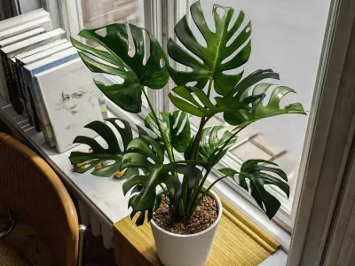  Monstera Deliciosa Plant Potted Plant Model 