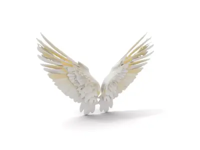 Elegant White Wings model pack Low-poly 3D model