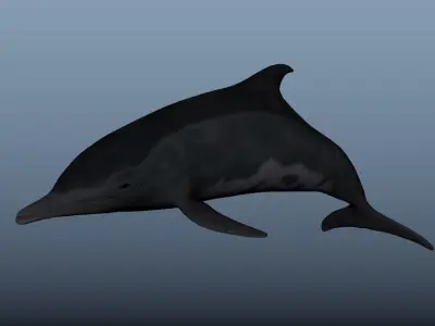 Steno Dolphin Animated Low poly Low-poly 3D model