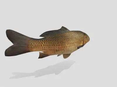 Carp Realistic Animated Low-poly 3D model
