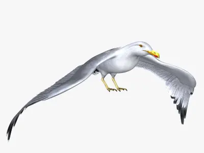 Seagull ANIMATED 3D model