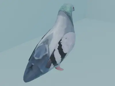 pigeon Low-poly 3D model