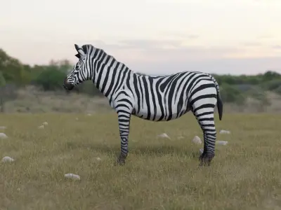 Zebra donkey Low-poly 3D model