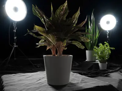  Aglaonema Plant Model 