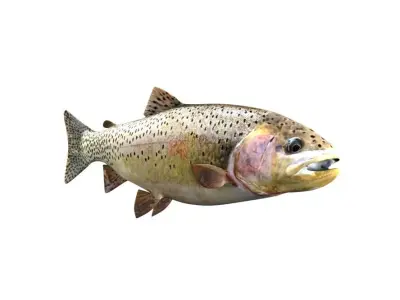 Brown Trout Fish Salmo Trutta 3D model