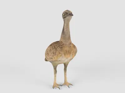 Houbara bird 3D model