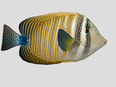 Zebrasoma desjardinii Realistic Animated Low-poly 3D model