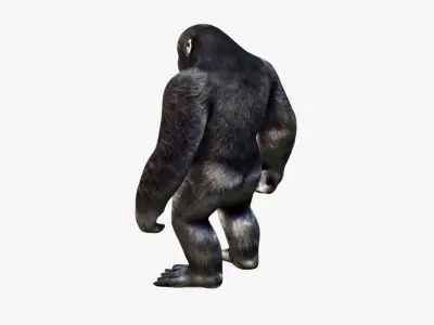 Gorilla Free 3D model
