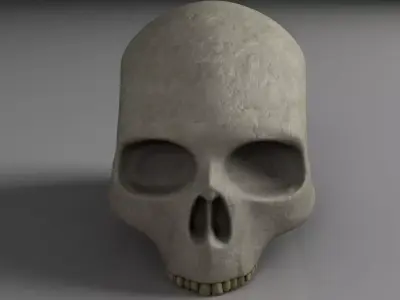 Skull 3D model
