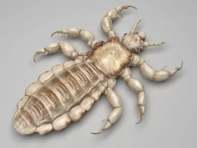 Head Louse Male 3D model