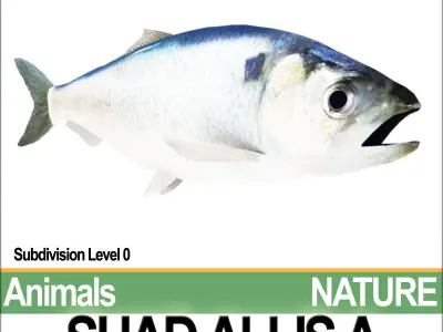 Allis Shad A 3D model