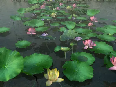Lotus pond 3D model