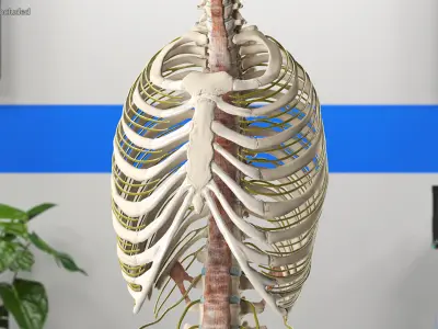 Female Spine Anatomy 3D model