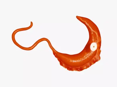 African Trypanosomiasis Sleeping Sickness Low-poly 3D model