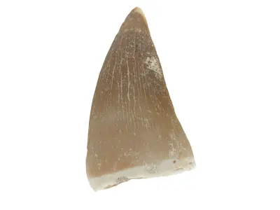 Realistic - Mosasaur Dinosaur Tooth Low-poly 3D model