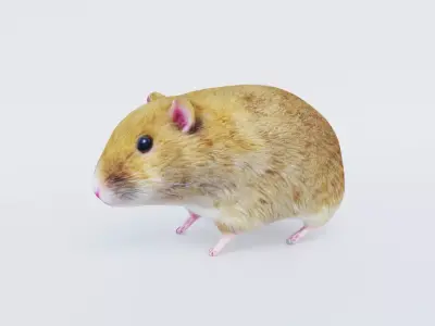 Hamster Free 3D model