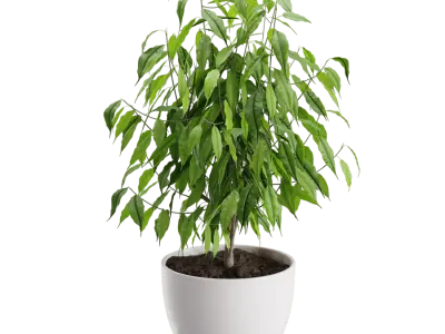  Ficus Benjamina Plant Model 
