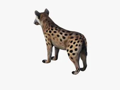Hyena Free 3D model