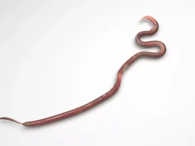 Roundworm 3D model