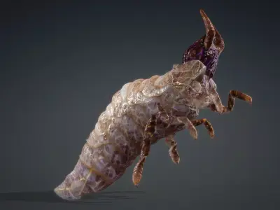 Larval-V1b 3D model