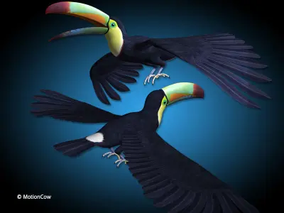Toucan B - Flight 3D model