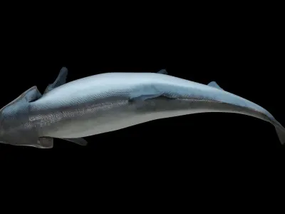 Chinook Salmon Low-poly 3D model