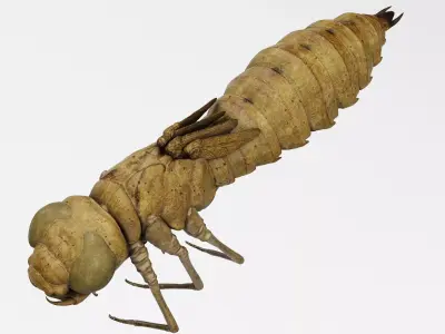 Molt Anax Imperator 3D model