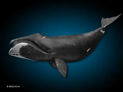 Bowhead Whale 3D model