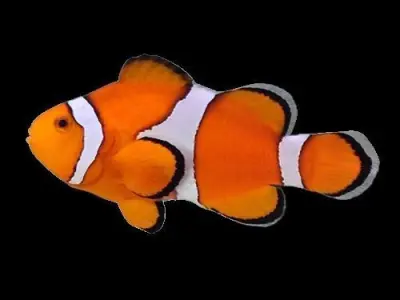 Nemo Fish 3D model