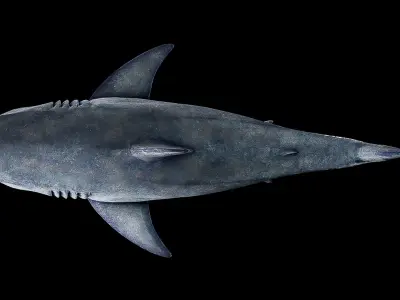 Great White Shark Low-poly 3D model