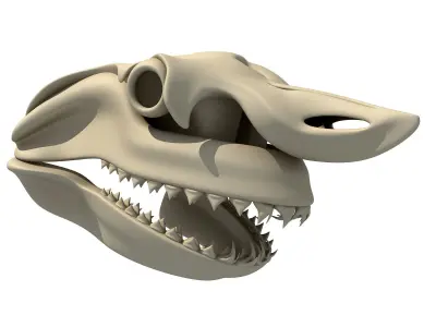 Great White Shark Skull 22 3D model