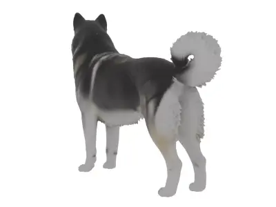 Alaskan Malamute Dog Low-poly 3D model