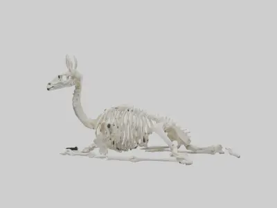 Lying Skeleton Alpaca 1 Low-poly 3D model