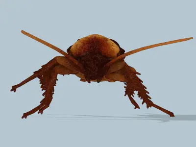 Cockroach Low-poly 3D model