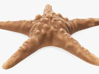 Sea star on a ground 3D model