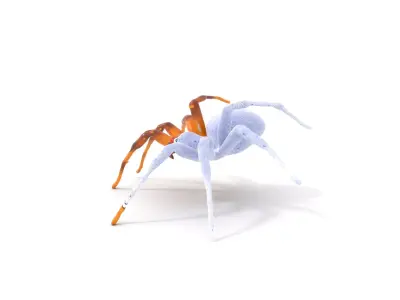 Spotted Spider Texture model pack Low-poly 3D model