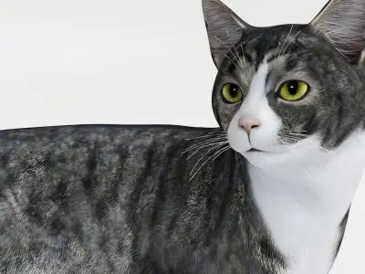 Realistic Cat tabby Low-poly 3D model