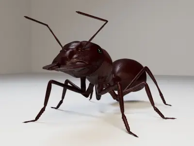 Ant 3d 3D model