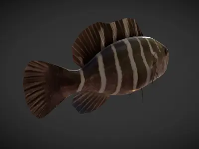 grouper fish with stripes Low-poly 3D model