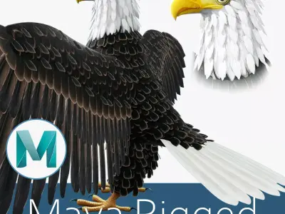 Bald Eagle Low-poly 3D model