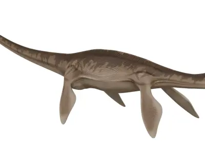 Thalassomedon 3D model