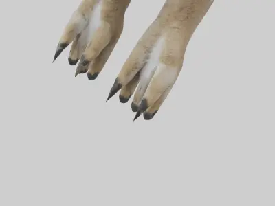 Coyote Paws Low-poly 3D model