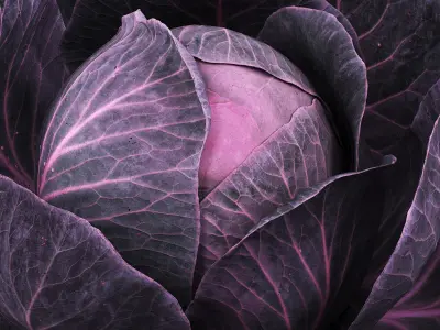 Leafy Cabbage Head Purple Dark 3D model
