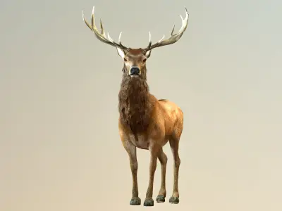 Deer stag Low-poly 3D model