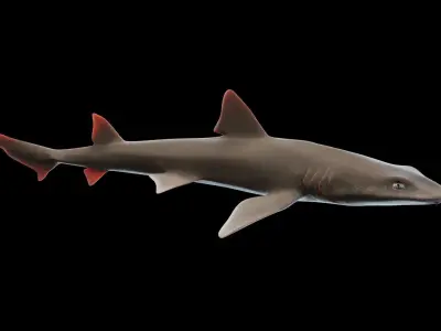 Smoothhound Shark Low-poly 3D model