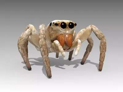 Jumping Spider Low-poly 3D model